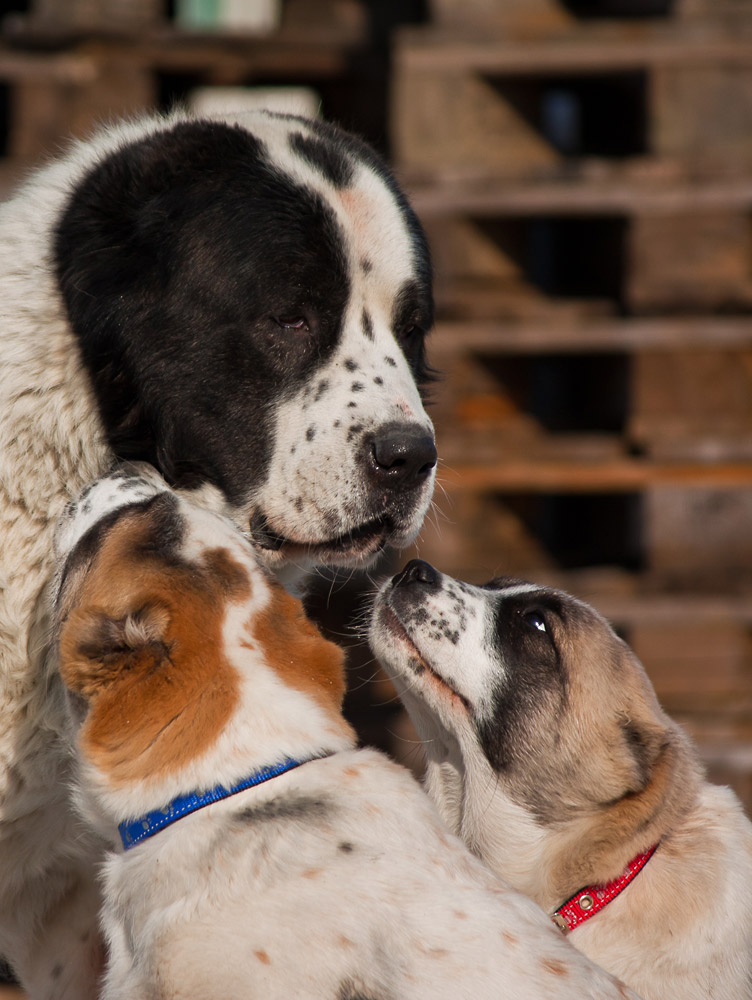 puppies_in_new_home