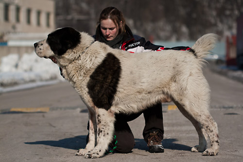 altay_postoj